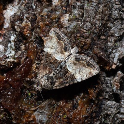 Mesoligia furuncula (šedavka dvoubarvá), Hády - Ruženin lom