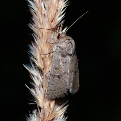 Hoplodrina ambigua (blýskavka jitrocelová), Kývalka