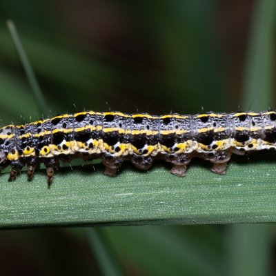 Orthosia miniosa (jarnice zardělá), PP Střelický les
