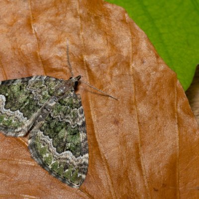 Colostygia olivata (píďalka olivová), Hornek