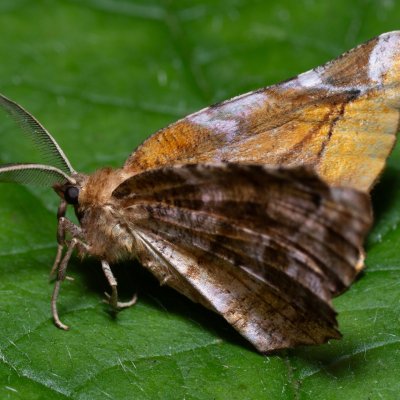 Apeira syringaria (zejkovec šeříkový), Kateřinská jeskyně