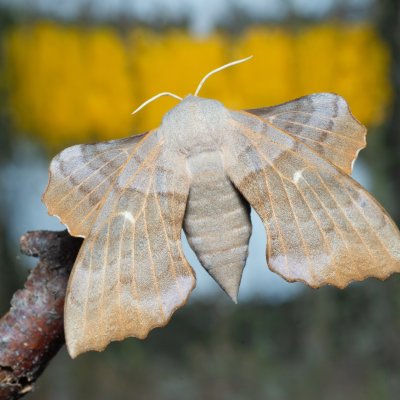 Laothoe populi (lišaj topolový), Augšperský potok