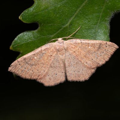 Cyclophora ruficiliaria (očkovec kropenatý), PR Svatý kopeček