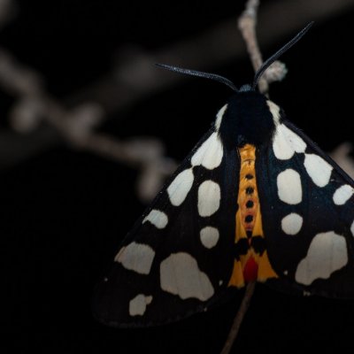 Arctia villica (přástevník špenátový), Augšperský potok