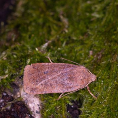 Conistra vaccinii (zimovnice brusnicová), Žebětín