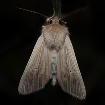 Mythimna pallens (plavokřídlec stepní), PP Střelická bažinka