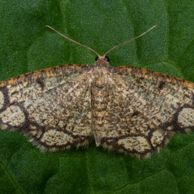 Stegania cararia (kropenatec zdobený), PP Augšperský potok