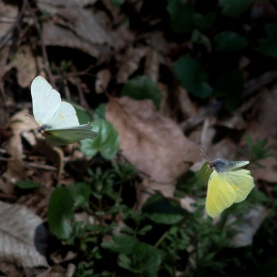 Gonepteryx rhamni (žluťásek řešetlákový), Podkomorské lesy