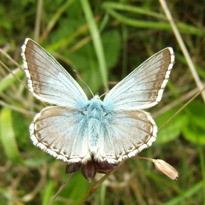Polyommatus coridon (modrásek vikvicový), PP Malhostovické kopečky