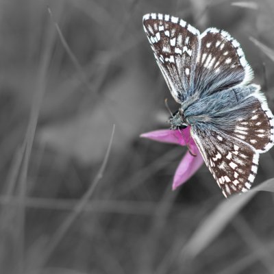 Pyrgus carthami (soumračník proskurníkový), NPR Mohelenská hadcová step