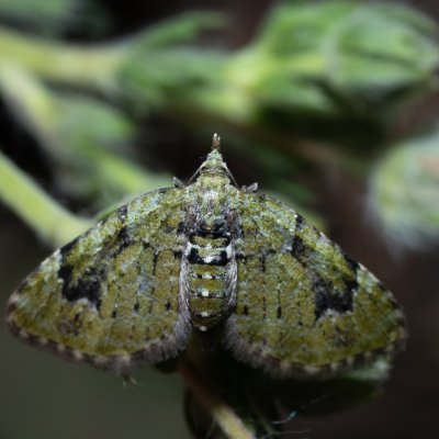 Chloroclystis v-ata (píďalička zelená), NPP Pouzdřanská step - Kolby