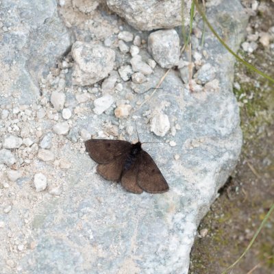 Glacies alpinata (huňatec alpínský), SK, nad Popradským plesem, Tatry