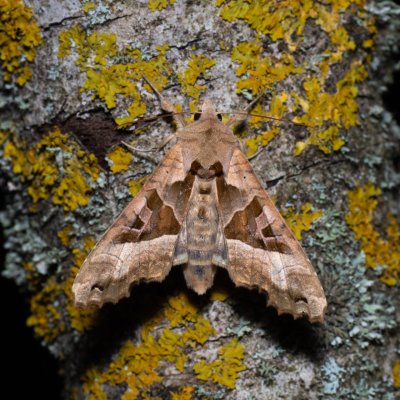 Phlogophora meticulosa (blýskavka mramorovaná), Hády - odkaliště