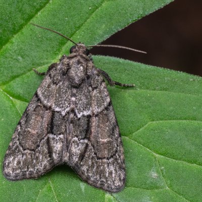 Cryphia fraudatricula (šípověnka černá), NPR Děvín