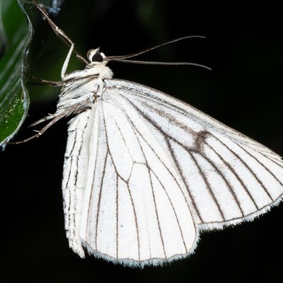Siona lineata (bělokřídlec luční), NS Bučín