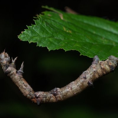 Ennomos erosaria (zejkovec lipový), Žebětín