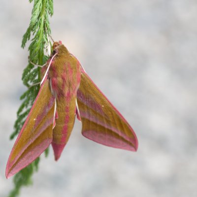 Deilephila elpenor (lišaj vrbkový), SK, Štôla