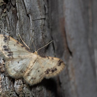 Idaea trigeminata (žlutokřídlec žloutkový), Kobylí