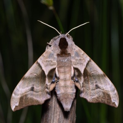 Smerinthus ocellatus (lišaj paví oko), PR Kamenný vrch