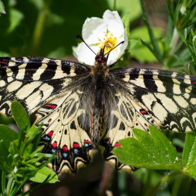 Zerynthia polyxena (pestrokřídlec podražcový), Biskoupky