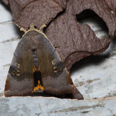 Noctua janthina (osenice černolemá), Augšperský potok