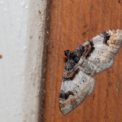 Catarhoe cuculata (píďalka hnědoskvrnná), SK, Štôla