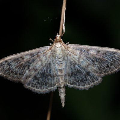 Pleuroptya ruralis (zavíječ kopřivový), Hrabětice
