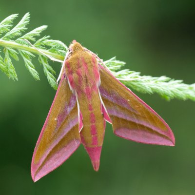 Deilephila elpenor (lišaj vrbkový), SK, Štôla