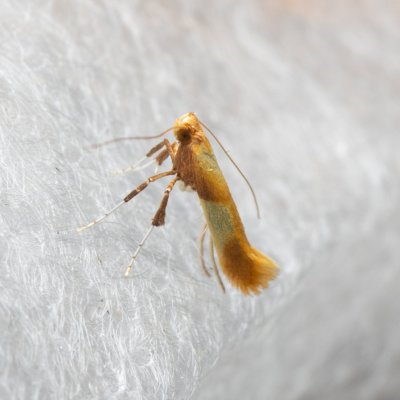 Caloptilia robustella (-), NPP Pouzdřanská step - Kolby