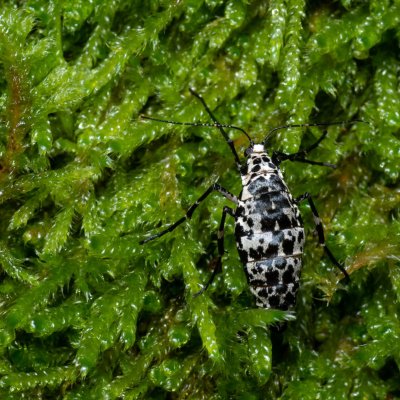 Erannis defoliaria (tmavoskvrnáč zhoubný), Žebětín