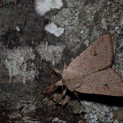 Xestia castanea (osenice borůvková), HR, Jablanac