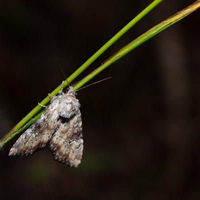 Apamea scolopacina (šedavka třeslicová), Žebětín