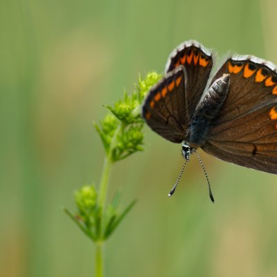 Aricia agestis (modrásek tmavohnědý), PR Kamenný vrch