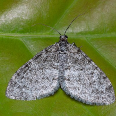 Lobophora halterata (šedokřídlec osikový), Kývalka