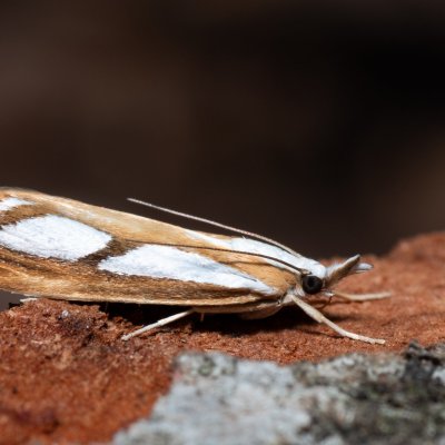 Catoptria permutatella (travařík stříbroskvrnný), Devět křížů