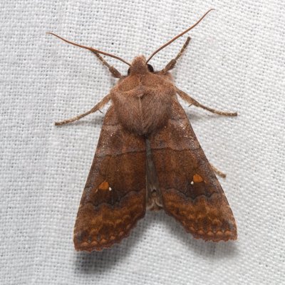 Eupsilia transversa (zimovnice dravá), PP Střelická bažinka