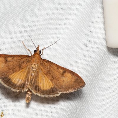 Uresiphita gilvata (-), Hády