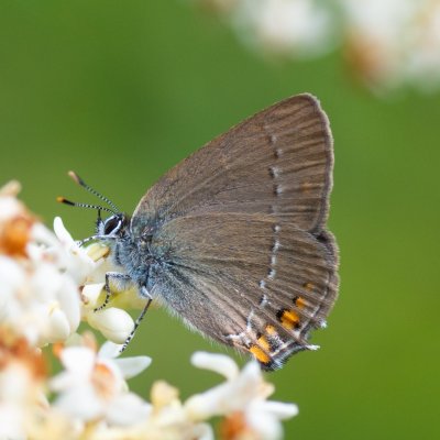 Satyrium acaciae (ostruháček kapinicový), PR Kamenný vrch
