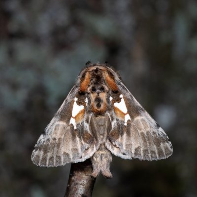 Spatalia argentina (hřbetozubec stříbroskvrnný), Žebětín