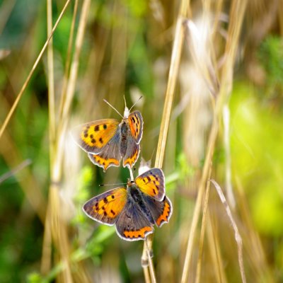 Lycaena phlaeas (ohniváček černokřídlý), Havranické vřesoviště