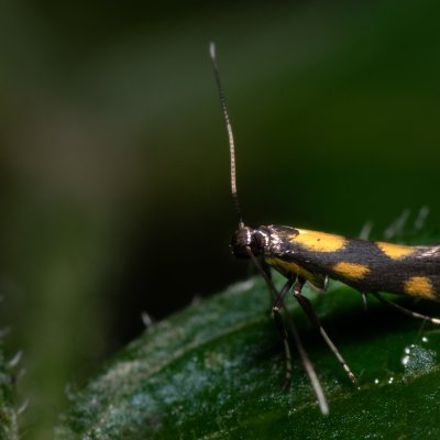 Euspilapteryx auroguttella (-), Kateřinská jeskyně