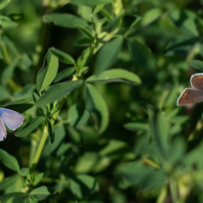 Polyommatus icarus (modrásek jehlicový), Žebětín