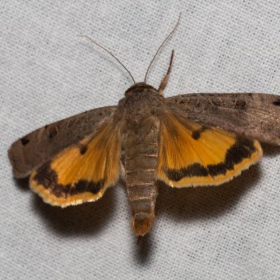 Noctua orbona (osenice černoskvrnná), PP Kavky