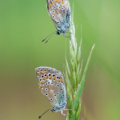 Polyommatus icarus (modrásek jehlicový), Žebětín