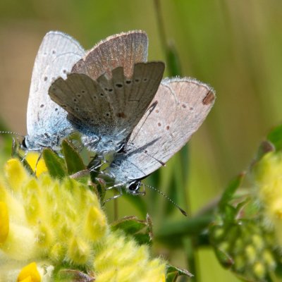 Cupido minimus (modrásek nejmenší), SK, NPR Furkotská dolina, Tatry