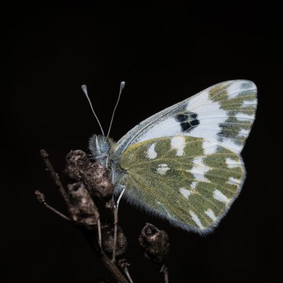 Pontia edusa (bělásek rezedkový), PP Člupy