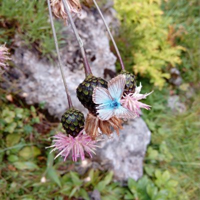 Polyommatus coridon (modrásek vikvicový), SLO, Juliana Alpine Botanical Garden
