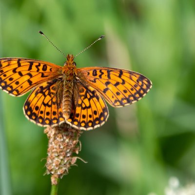 Boloria selene (perleťovec dvanáctitečný), Přírodní park Rakovecké údolí