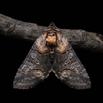 Abrostola asclepiadis (kovolesklec tolitový), NPP Pouzdřanská step - Kolby