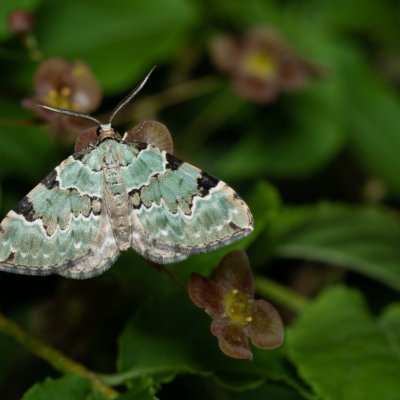 Colostygia pectinataria (píďalka zelená), Žebětín